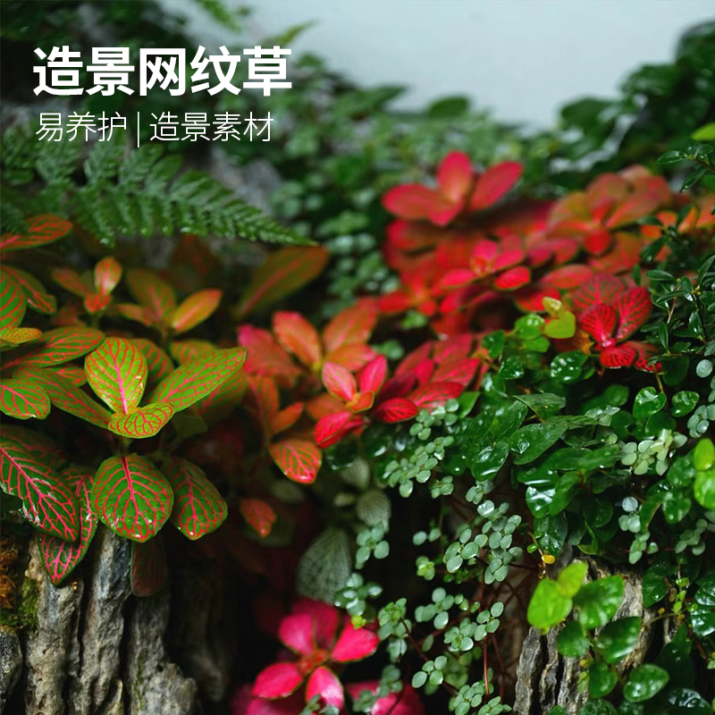黄缘龟缸专用造景网纹草植物安缘半水龟饲养箱绿植养殖箱造景材料