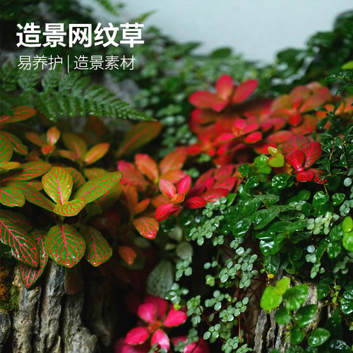 黄缘龟缸专用造景网纹草植物安缘半水龟饲养箱绿植养殖箱造景材料