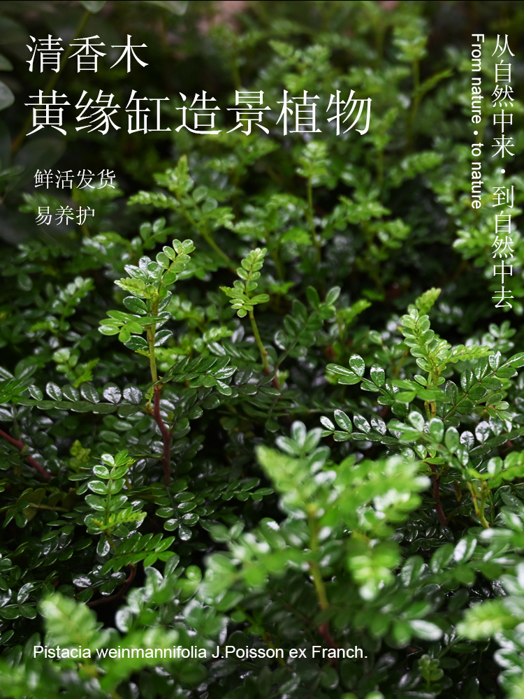 黄缘闭壳龟环境专用植物养殖箱造景绿植安缘半水龟布景材料套餐