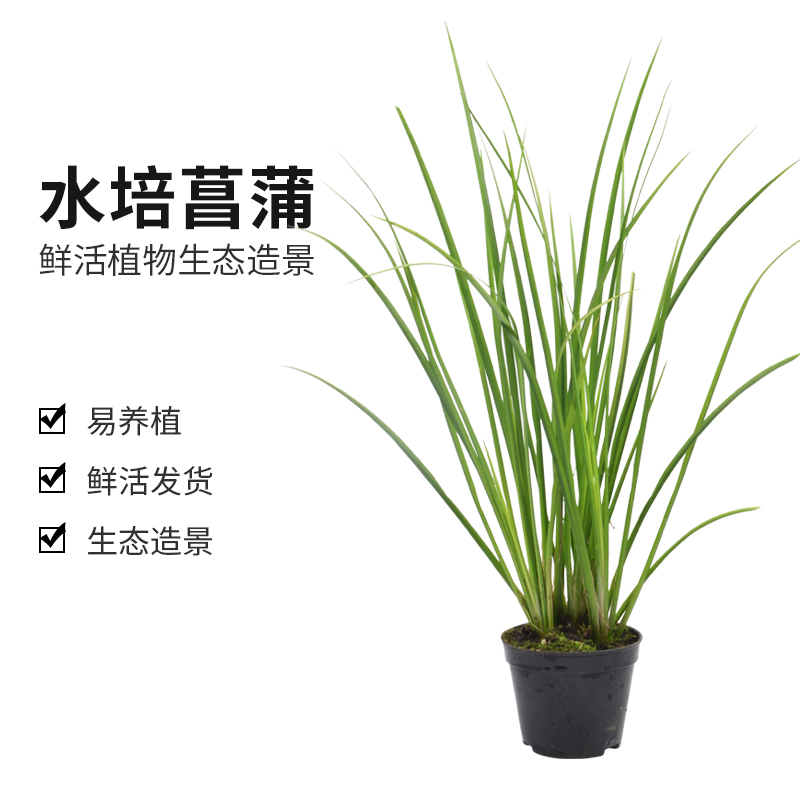 生态造景，易养植