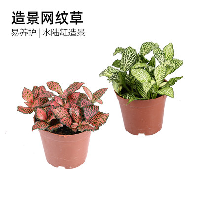 黄缘龟缸专用造景网纹草植物安缘半水龟饲养箱绿植养殖箱造景材料