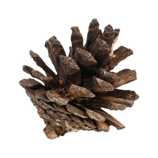 黄缘半水龟饲养箱造景松针垫材套餐安缘乌龟龟箱环境造景素材用品