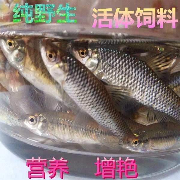 金龙鱼吃的食物鱼食蚊鱼小杂鱼热带鱼龙鱼地乌龟食肉鱼鱼粮在类目 宠物/宠物食品及用品, 水族世界, 观赏鱼饲料中 - 来自Buy2taobao.com提供专业的淘宝代购服务