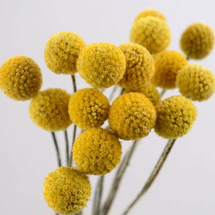 黄金球干花云南基地直发家庭装饰百搭