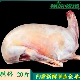 内蒙古全羊整只20斤锡盟羔羊肉新鲜羊排羊腿羊蝎子现杀白条羊 包邮