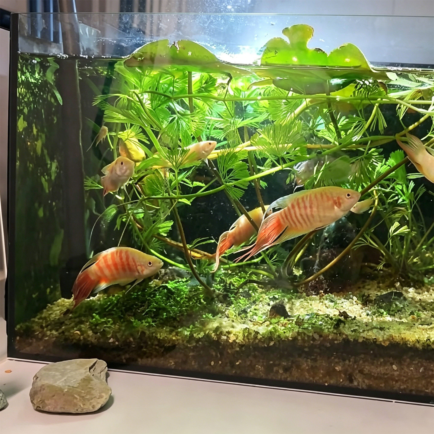 鸿运白兔斗鱼活体好养免打氧