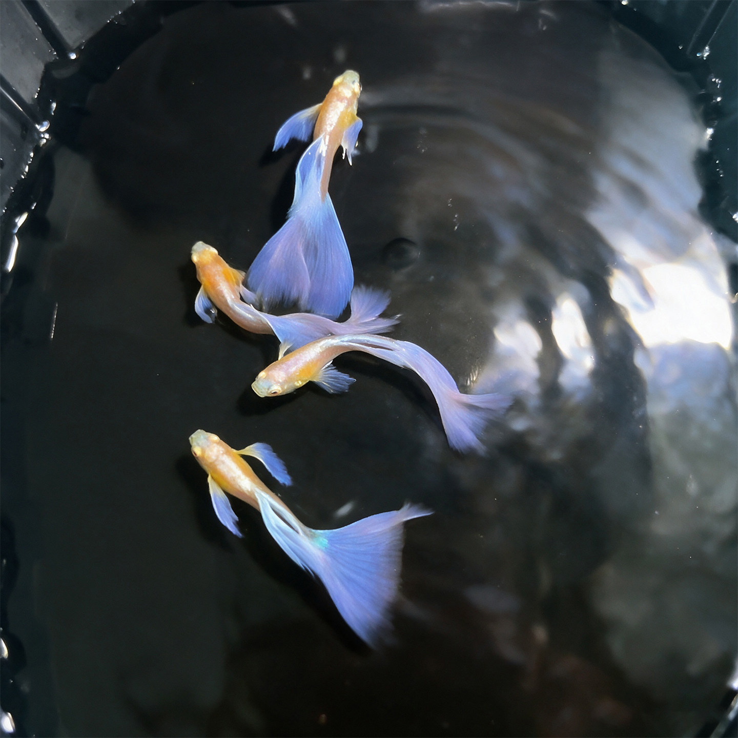 高端紫白飞船孔雀鱼活体淡水小型热带鱼桌面鱼缸易繁殖耐活观赏鱼