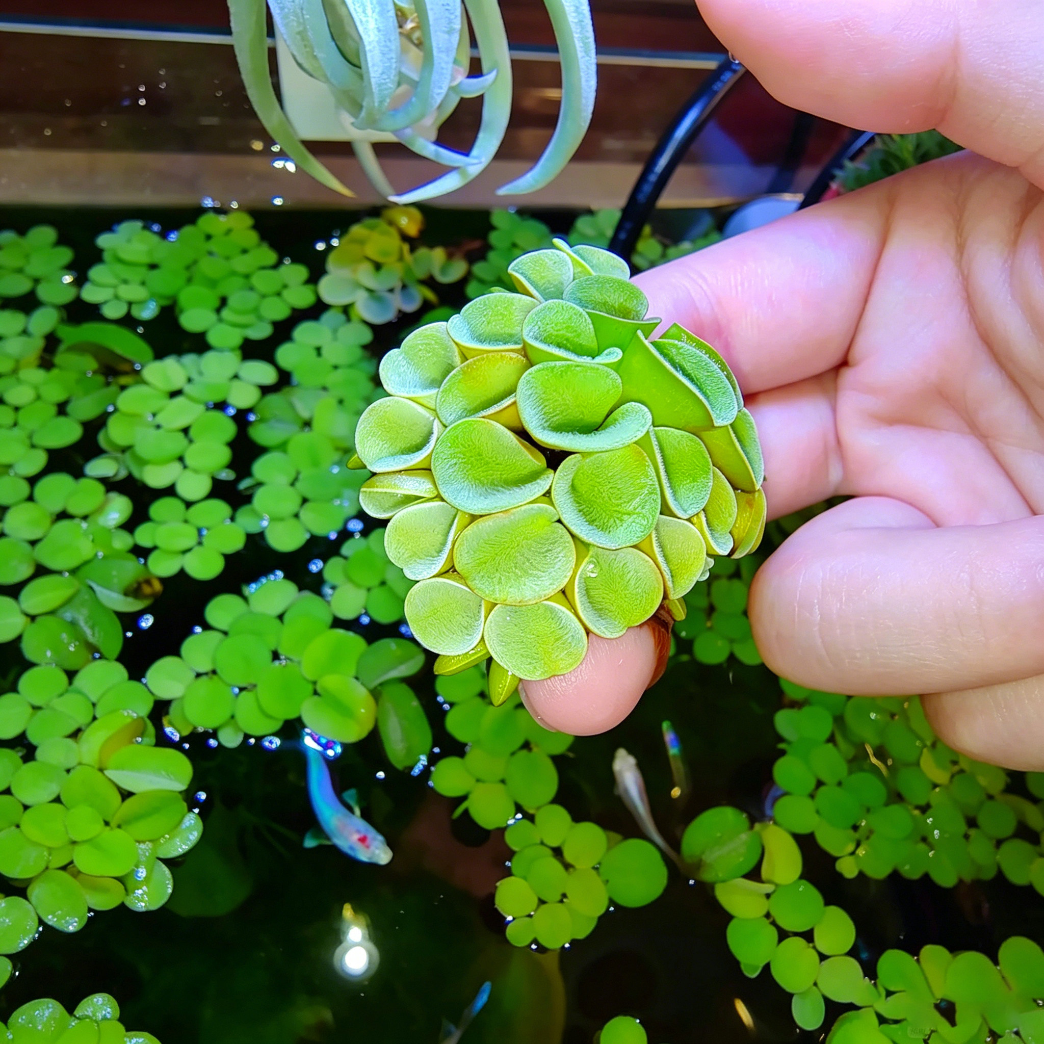 肚兜萍水浮莲净水鱼缸池塘造景