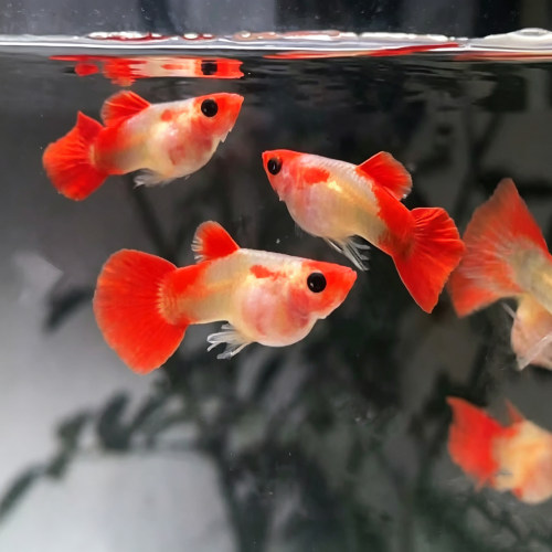 深海蓝红头玻璃猫孔雀鱼免打氧