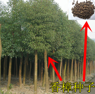 正宗香樟树苗香樟苗种子珍贵稀有龙脑樟树苗香樟小苗驱蚊树包邮