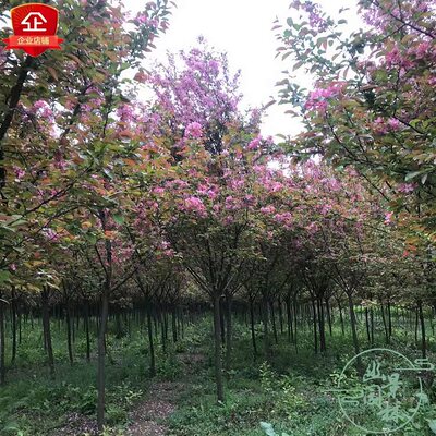 精品西府垂丝北美海棠树苗庭院栽种北方耐寒植物行道树观叶花灌木