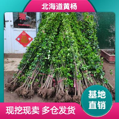 北海道黄杨冬青树苗篱笆围墙植物庭院别墅耐寒四季常青冬青苗绿篱