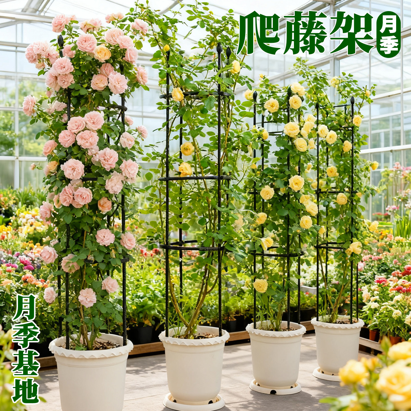 爬藤架阳台露台花架月季铁线莲爬藤架园艺支架户外植物支撑杆铁艺,鲜花速递/花卉仿真/绿植园艺,花架,淘宝优惠券,粉丝福利购,淘宝优惠卷