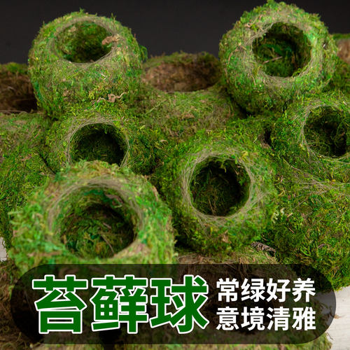 苔玉苔藓球花盆室内桌面创意石斛种植盆微景观绿植水培米竹盆景盆