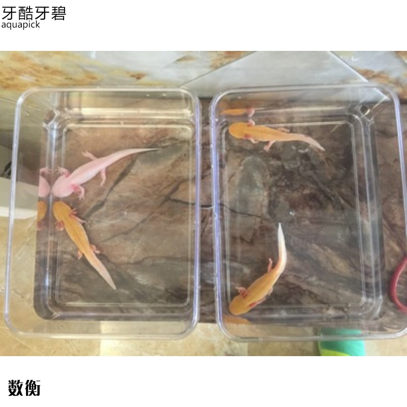 六角恐龙专用鱼缸饲养盒金鱼锦鲤亚克力鱼缸高透明大容量乌龟缸|ruв категории животное/Животное питание и принадлежностей, аквариум мира, аквариум аквариум оборудования и т.д., аквариум/аквариум - от Buy2taobao.com для оказания профессиональной услуги покупки агента Taobao