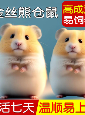 家养金丝熊小仓鼠活物可爱小宠物一公一母布丁大体型鼠类幼崽活体