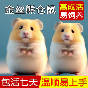 家养金丝熊小仓鼠活物可爱小宠物一公一母布丁大体型鼠类幼崽活体