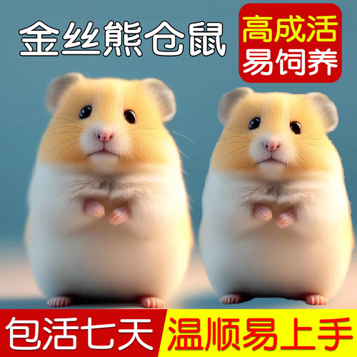 家养金丝熊宠物小仓鼠活物大只