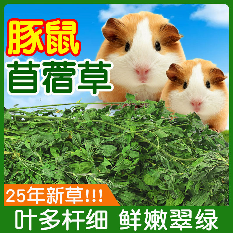 荷兰猪豚鼠粮草兔子食用草紫花苜蓿草全叶兔粮饲料干牧草专用苜宿