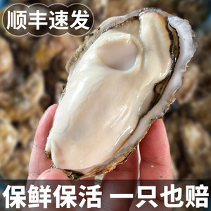 生蚝鲜活10斤特大新鲜海蛎子牡蛎海鲜水产批发即食顺丰整箱包邮5