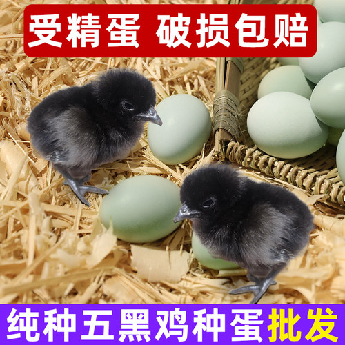 五黑一绿鸡种蛋受精蛋
