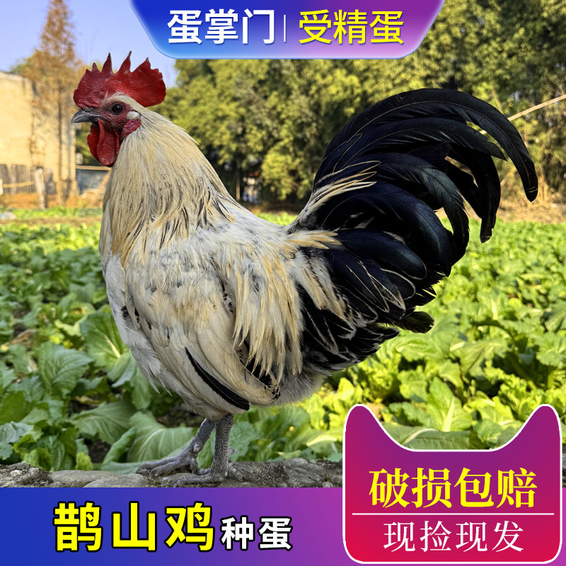 纯种鹊山鸡种蛋受精蛋可孵化小种土鸡种蛋受精卵观赏鸡新鲜现捡发,畜牧/养殖物资,鸡苗/种鸡/种蛋/受精蛋,淘宝优惠券,粉丝福利购,淘宝优惠卷