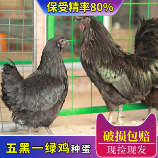 纯种五黑鸡种蛋受精蛋可孵化绿壳五黑一绿产蛋乌骨鸡种蛋孵化小鸡
