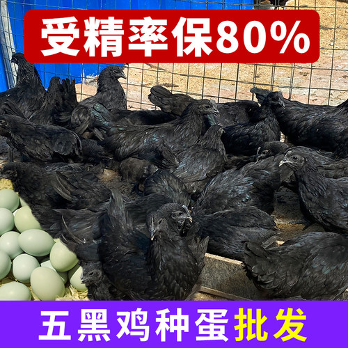 纯种五黑鸡种蛋受精蛋可孵化改良型五黑一绿壳乌骨土鸡种蛋绿壳鸡