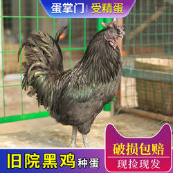 纯种万源旧院黑鸡种蛋受精蛋可孵化高产绿壳五黑鸡土鸡种蛋鸡苗