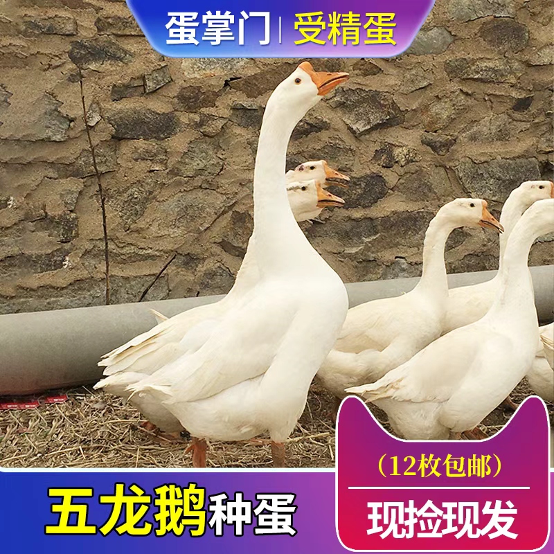 纯种五龙鹅种蛋受精蛋可孵化豁眼鹅四季鹅白鹅受精种蛋12枚包邮