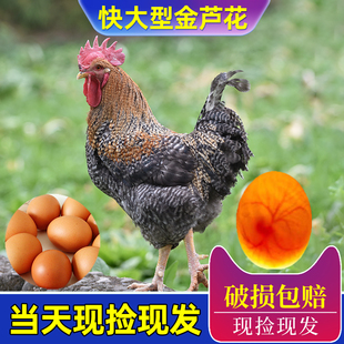 金芦花鸡种蛋受精蛋可孵化种蛋受精鸡蛋纯土鸡种蛋孵小鸡的蛋包邮