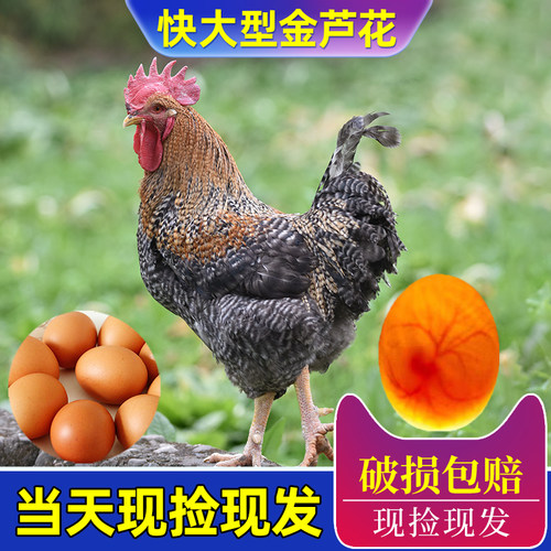金芦花鸡种蛋受精蛋可孵化种蛋受精鸡蛋纯土鸡种蛋孵小鸡的蛋包邮