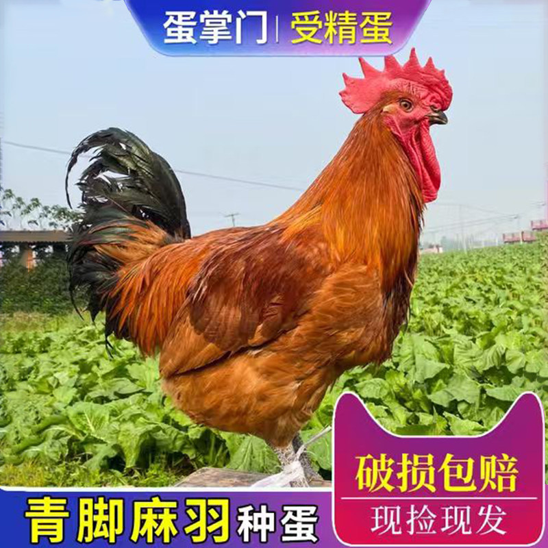 华北柴鸡种蛋受精蛋可孵化青脚麻羽土鸡种蛋可孵化鸡苗欢迎批发