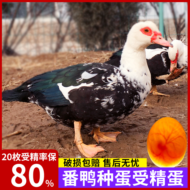 番鴨種蛋受精蛋可孵化鴨苗純種非洲雁黑白紅臉番鴨種蛋正宗西洋鴨