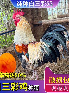 贵州白三彩鸡种蛋受精蛋可孵化小鸡种蛋正宗五彩鸡观赏彩色大公鸡