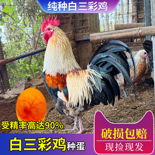 贵州白三彩鸡种蛋受精蛋可孵化小鸡种蛋正宗五彩鸡观赏彩色大公鸡