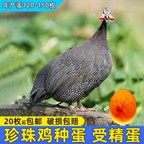 珍珠鸡种蛋受精蛋可孵化比土鸡好吃珍禽观赏鸡种蛋保真人工授精