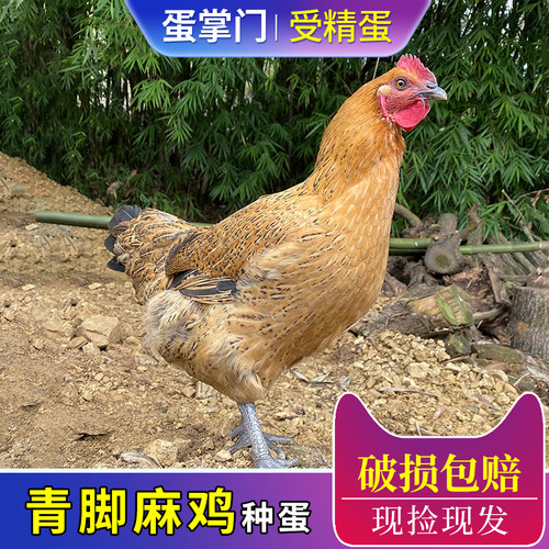 纯种青脚麻鸡受精蛋种蛋
