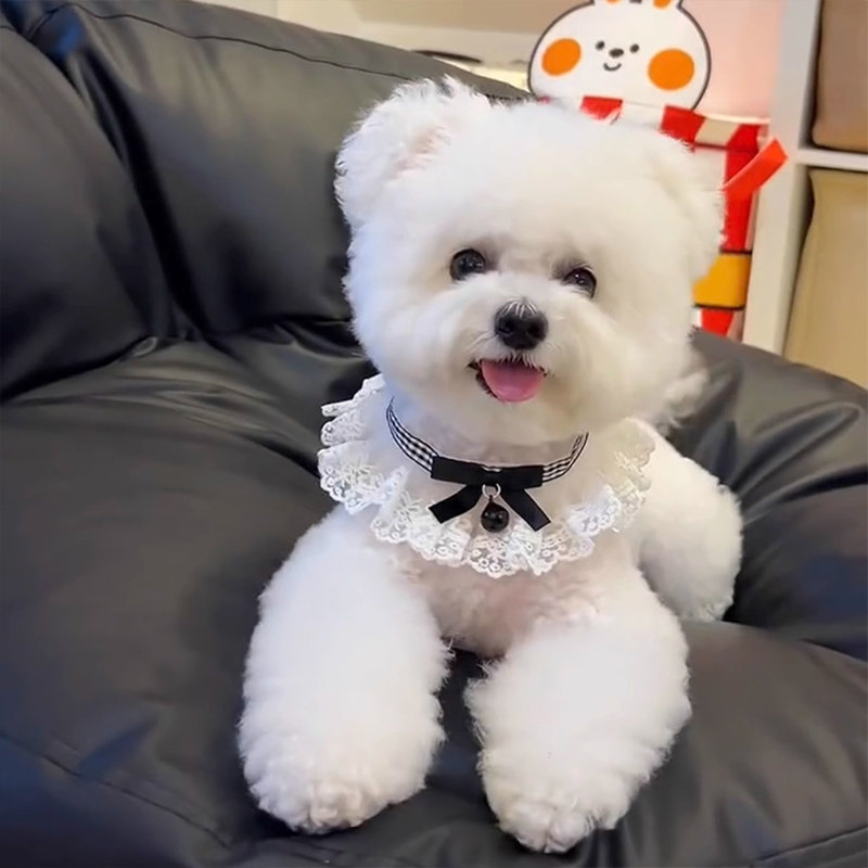 狗狗口水巾大小型犬小狗围兜狗宠物蕾丝口水兜比熊西高地吃饭围嘴,宠物/宠物食品及用品,围巾/口水巾,淘宝优惠券,粉丝福利购,淘宝优惠卷