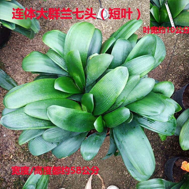 群兰一头生转兰多头君子兰盆栽圆头宽叶兰花五年大p苗绿植四欧洲