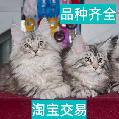 潍坊本地猫舍出售俄罗斯血统缅因猫幼猫巨型长毛宠物猫挪威森林猫