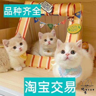 景德镇拿破仑矮脚幼崽小猫咪活体宠物猫米努特脸猫曼基康短腿活物