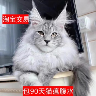 大庆缅因猫纯种长毛红蓝黑棕银虎斑西伯利亚森林猫巨型宠物幼猫咪