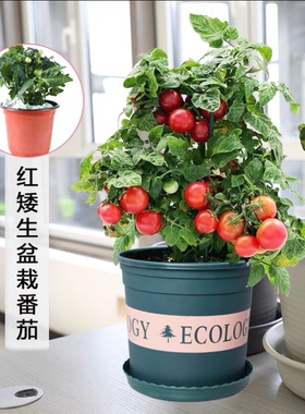 Potted tomato plant tomato seed Cherry Tomatoes