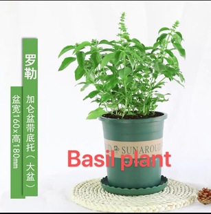 thyme plant mint rosemary herbs spices basil Edible plants