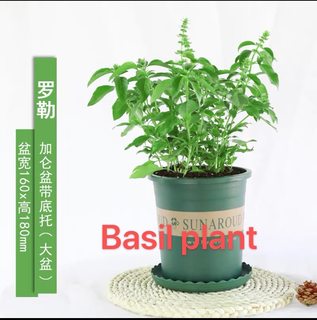 basil plants herbs mint rosemary thyme, spices Edible plant