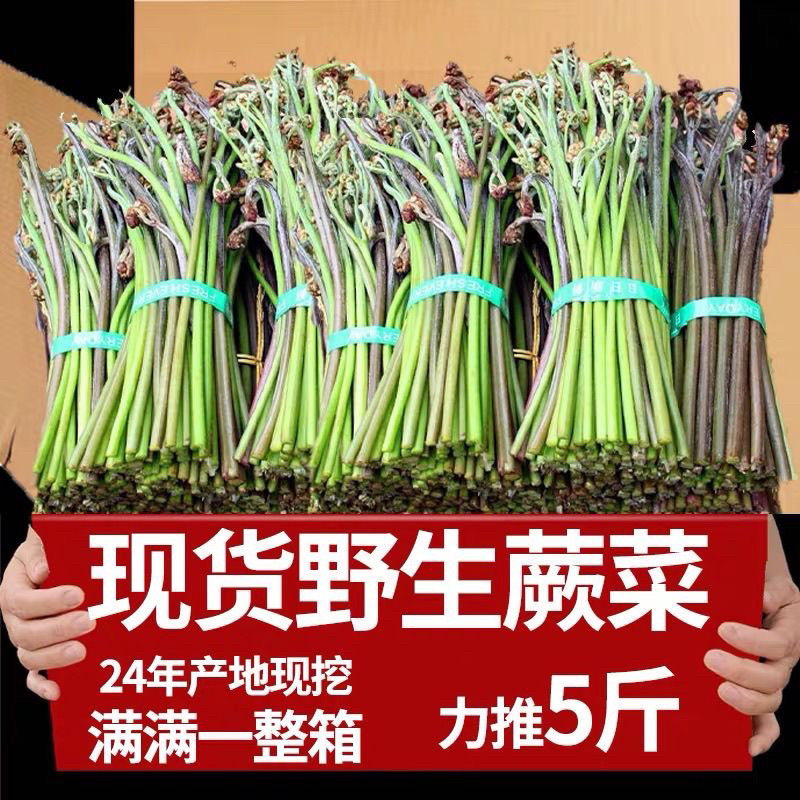 2024现货蕨菜新鲜野生蔬菜下饭菜当季野地菜山撅菜青厥菜顺丰