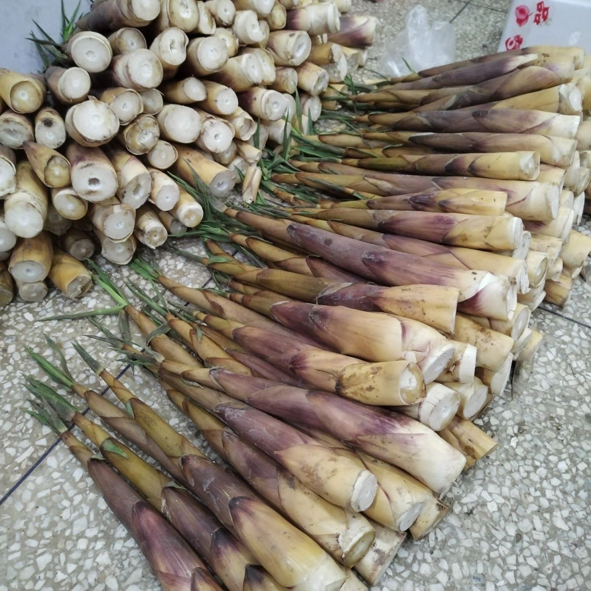 四川苦竹笋甜苦笋现挖甜竹笋春笋原生态笋子野生特产