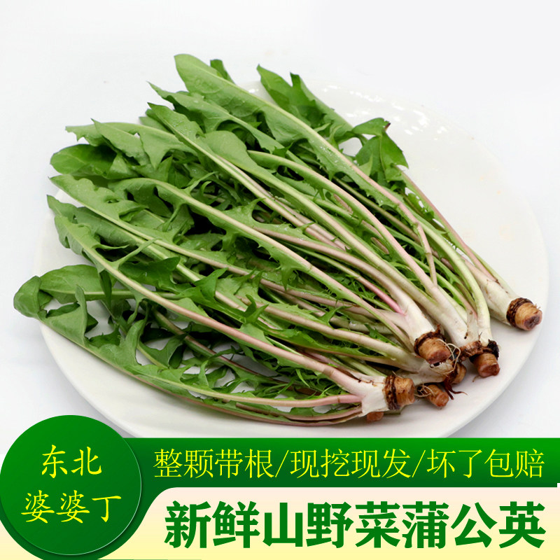东北山菜新鲜野生山野菜婆婆丁蒲公英苦菜苦麻子顺丰包邮蘸酱菜