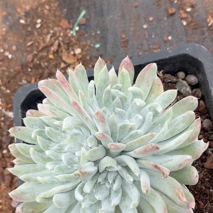 丸叶赛莉娜缀化80556多肉植物